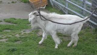 Goat (TENNOJI ZOO, Osaka, Japan) March 31, 2019