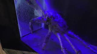 タラバガニ (エビとカニの水族館) 2018年12月26日