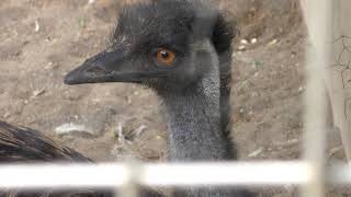 エミュー (智光山公園 こども動物園) 2018年7月22日