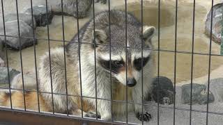 アライグマ (周南市 徳山動物園) 2019年4月26日