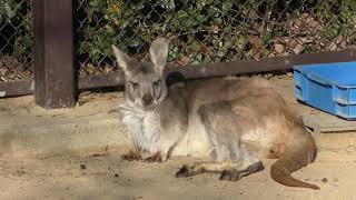 ビューイングシェルター (のんほいパーク／豊橋総合動植物公園) 2018年1月4日