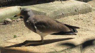 ケリ (京都市動物園) 2020年9月1日