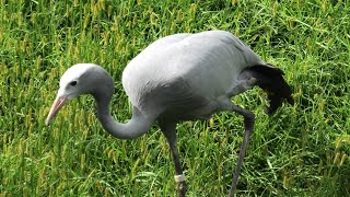 草原ゾーン (千葉市動物公園) 2020年9月17日