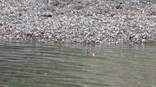 Little grebe (Tokyo Port Wild Bird Park, Tokyo, Japan) December 2, 2018