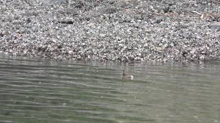 カイツブリ (東京港野鳥公園) 2018年12月2日