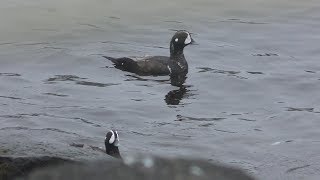 シノリガモ (北海道 納沙布岬) 2019年7月2日