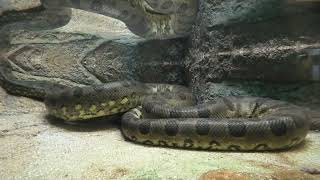 オオアナコンダ (東山動植物園) 2021年7月22日