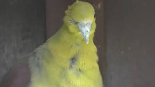 White-bellied green-pigeon (Inokashira Park Zoo, Tokyo, Japan) September 9, 2018