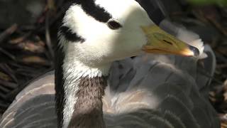 Bar-headed goose