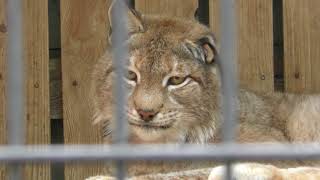 同居中のシベリアオオヤマネコの『ポテト』と『チップ』 (羽村市動物公園) 2018年4月8日