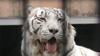 White tiger (Kagoshima City Hirakawa Zoological Park, Kagoshima, Japan) April 17, 2019