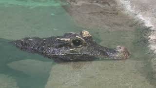 ニシアフリカコガタワニ (東山動植物園) 2021年7月22日
