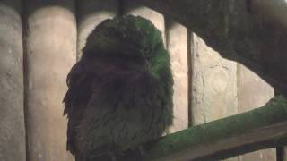 Tawny Frogmouth (Tama Zoological Park, Tokyo, Japan) November 12, 2017