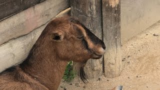 ヤギ (東武動物公園) 2020年9月18日