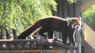 レッサーパンダ の『野花』 (神戸市立王子動物園) 2020年9月28日