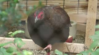 Edwards's pheasant (Higashiyama Zoo and Botanical Gardens, Aichi, Japan) July 21, 2023