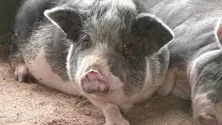 ミニブタ　Miniature pig