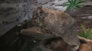 Degu (Metchaomoroi Zoo, Shiga, Japan) October 7, 2021