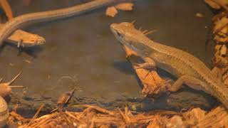 Japanese grass lizard (Osaki Park Children's Zoo, Saitama, Japan) July 21, 2018