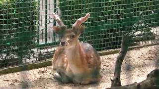 Formosan sika deer (Shunan City Tokuyama Zoo, Yamaguchi, Japan) May 19, 2018