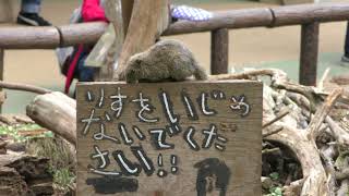 Squirrel (Machida Squirrel Garden, Tokyo, Japan) April 8, 2018