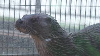 Eurasian otter (Okinawa Zoo & Museum, Okinawa, Japan) July 29, 2023