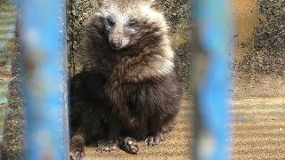 タヌキ (福知山市動物園) 2019年3月29日
