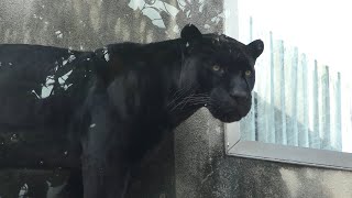 ジャガー の『アトス』 (王子動物園) 2019年10月27日