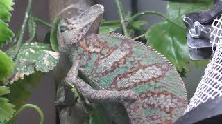 Veiled chameleon (Fuji Yusui no Sato Aquarium, Yamanashi, Japan) November 25, 2018