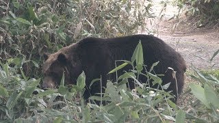 Ezo Brown Bear (Sahoro Resort Bear Mountain, Hokkaido, Japan) July 5, 2019