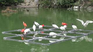 Flying Megadome (Shizuoka Municipal Nihondaira Zoo, Shizuoka, Japan) August 5, 2018