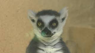 ワオキツネザル と ホウシャガメ (いしかわ動物園) 2019年8月18日