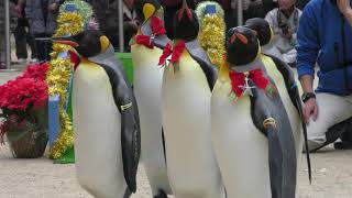 キングペンギンのクリスマスパレード (長崎ペンギン水族館) 2017年12月24日