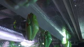 Red-eyed tree frog (átoa, Hyogo, Japan) October 21, 2022