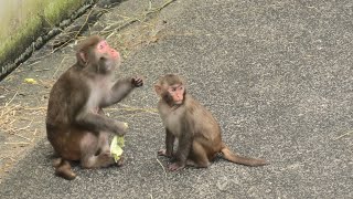 アカゲザル (東武動物公園) 2020年9月18日