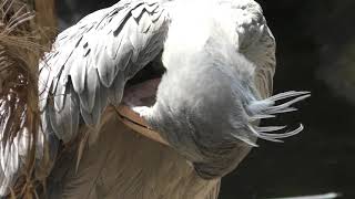 Shoebill (Nasu Animal Kingdom, Tochigi, Japan) August 2, 2019