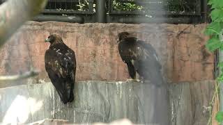 ニホンイヌワシ (天王寺動物園) 2021年6月25日