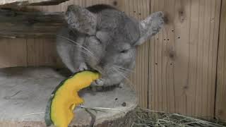 チンチラに餌やり体験 (長崎バイオパーク) 2017年12月23日
