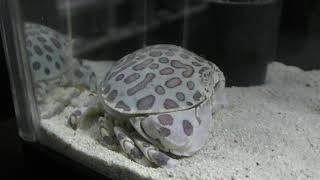 キャリコクラブ (エビとカニの水族館) 2018年12月26日