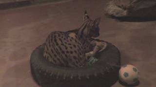 Serval (Toyohashi Zoo and Botanical Park, Aichi, Japan) January 4, 2018