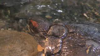 ミシシッピアカミミガメ (名古屋港水族館) 2017年11月18日