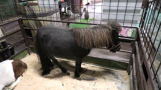 & Miniature horse (Metchaomoroi Zoo, Shiga, Japan) October 7, 2021