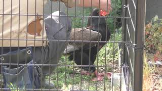 Bateleur (Shunan City Tokuyama Zoo, Yamaguchi, Japan) April 26, 2019