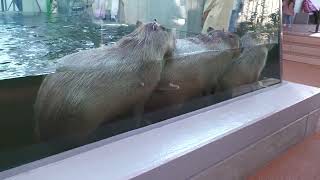Capybara (átoa, Hyogo, Japan) October 21, 2022