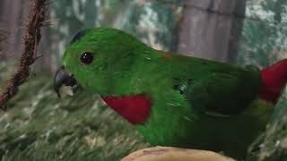 Blue-crowned Hanging Parrot (Metchaomoroi Zoo, Shiga, Japan) October 7, 2021