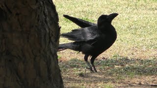 小鳥たち (浜離宮恩賜庭園) 2018年3月29日