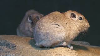 Common Gundi (KOBE ANIMAL KINGDOM, Hyogo, Japan) July 14, 2023