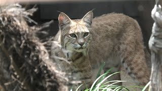 ボブキャット の『ソラ』 (神戸市立 王子動物園) 2020年8月4日