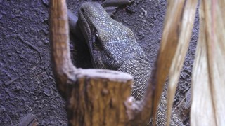 Crocodile monitor (IZoo, Shizuoka, Japan) March 17, 2018