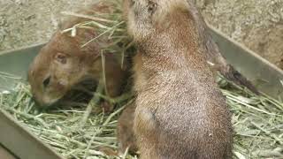 Black-tailed prairie dog (Rakujuen, Shizuoka, Japan) July 31, 2022